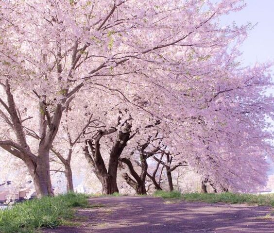 Công Viên Matsumae (Hokkaido)